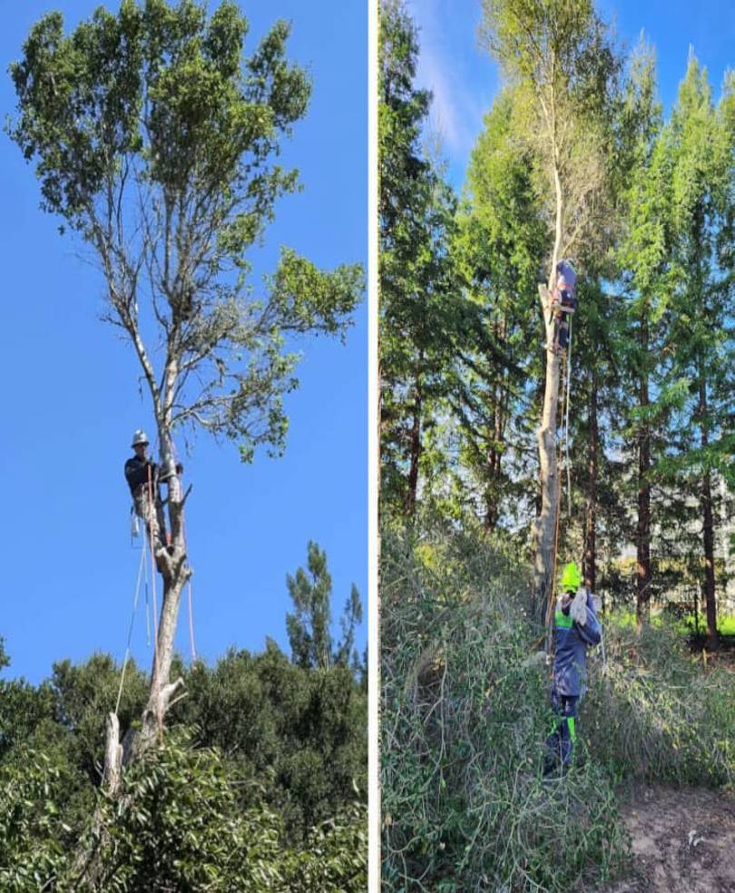 Worker in bucket lift trimming trees near power lines