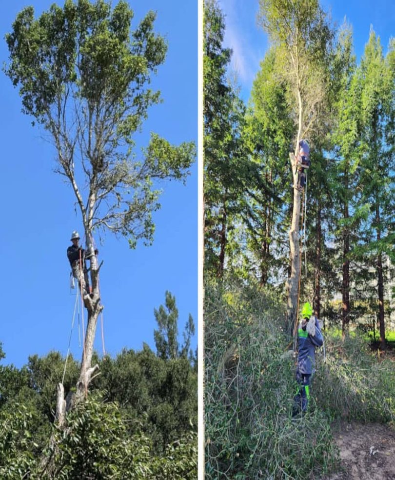 Worker in bucket lift trimming trees near power lines