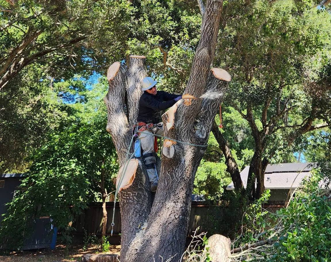 Tree removal service completing insurance-required work on residential property in Sonoma County