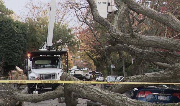 Worker in bucket lift clearing fallen tree over cars with caution tape