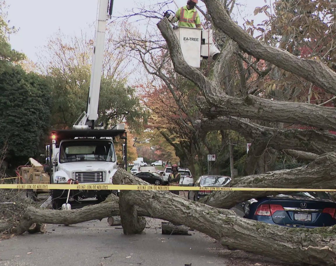 Worker in bucket lift clearing fallen tree over cars with caution tape
