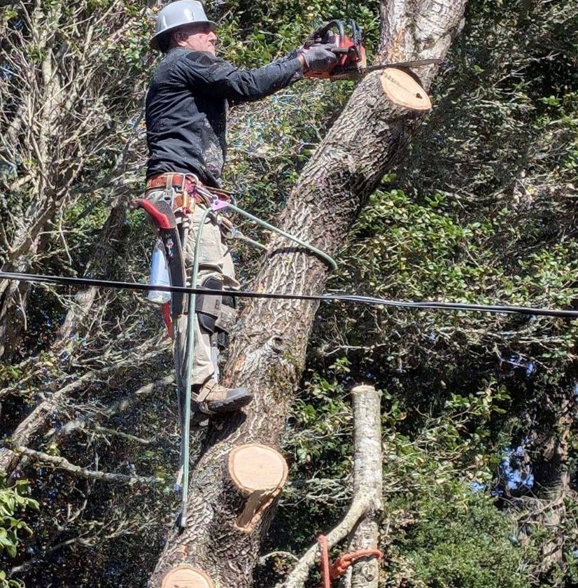 Arborist cutting tree trunk with chainsaw while secured in tree