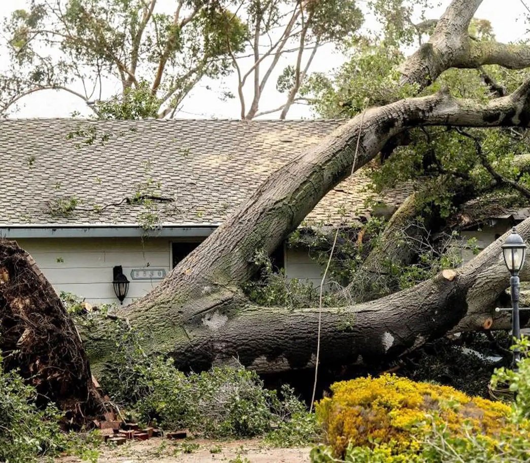 Arborist in safety gear using orange chainsaw on moss-covered tree trunk