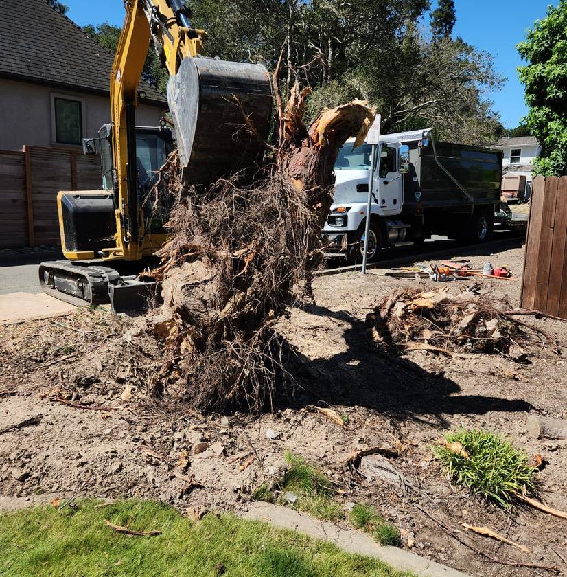 CAT excavator with grapple attachment clearing large pile of tree debris