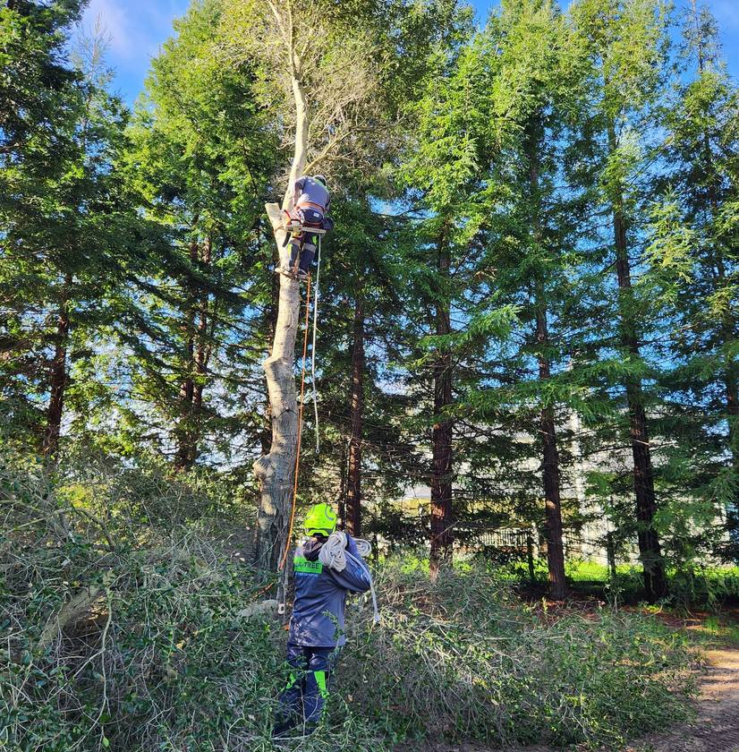 tree triming