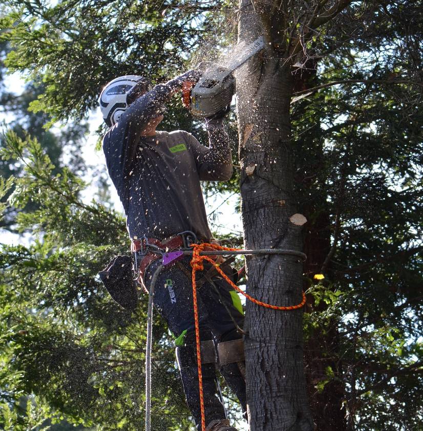 pine tree trimming