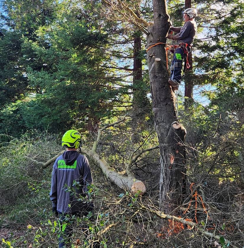 Arborist secured high in tree removing branches against blue sky