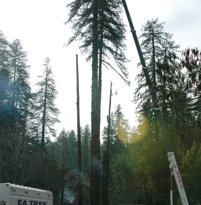 Crane removing tall tree section near EA Tree truck and cones