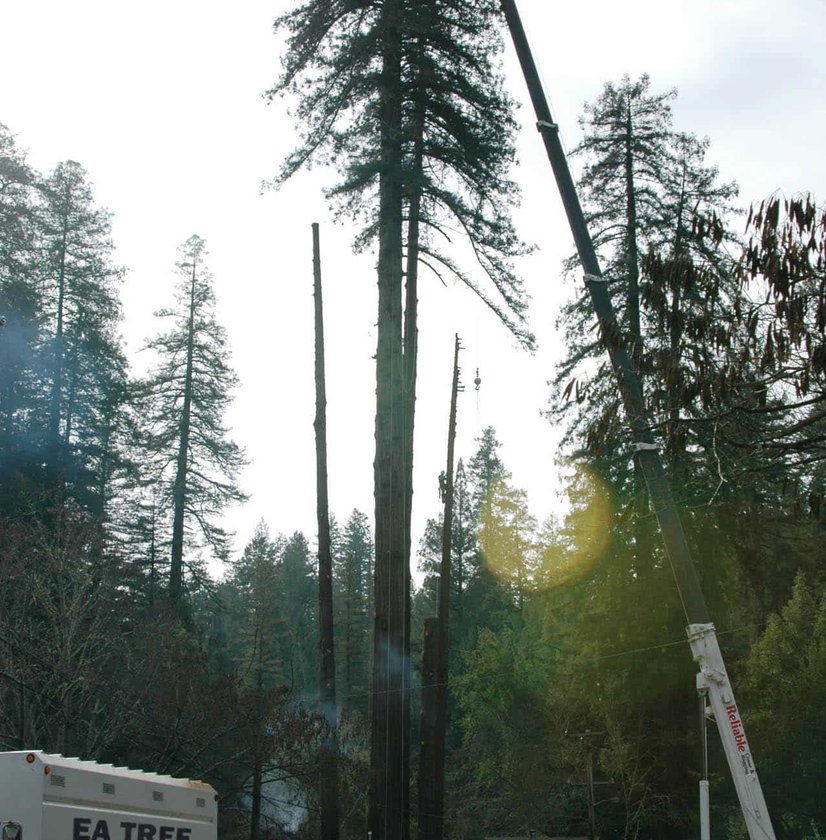 Crane removing tall tree section near EA Tree truck and cones