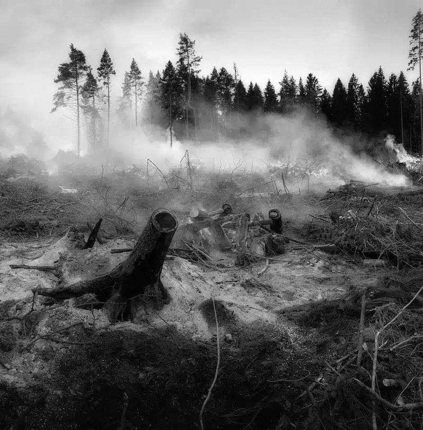 Black and white image of smoking tree stumps after forest clearing