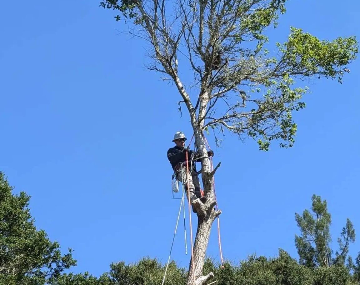 Arborist secured high in tree removing branches against blue sky