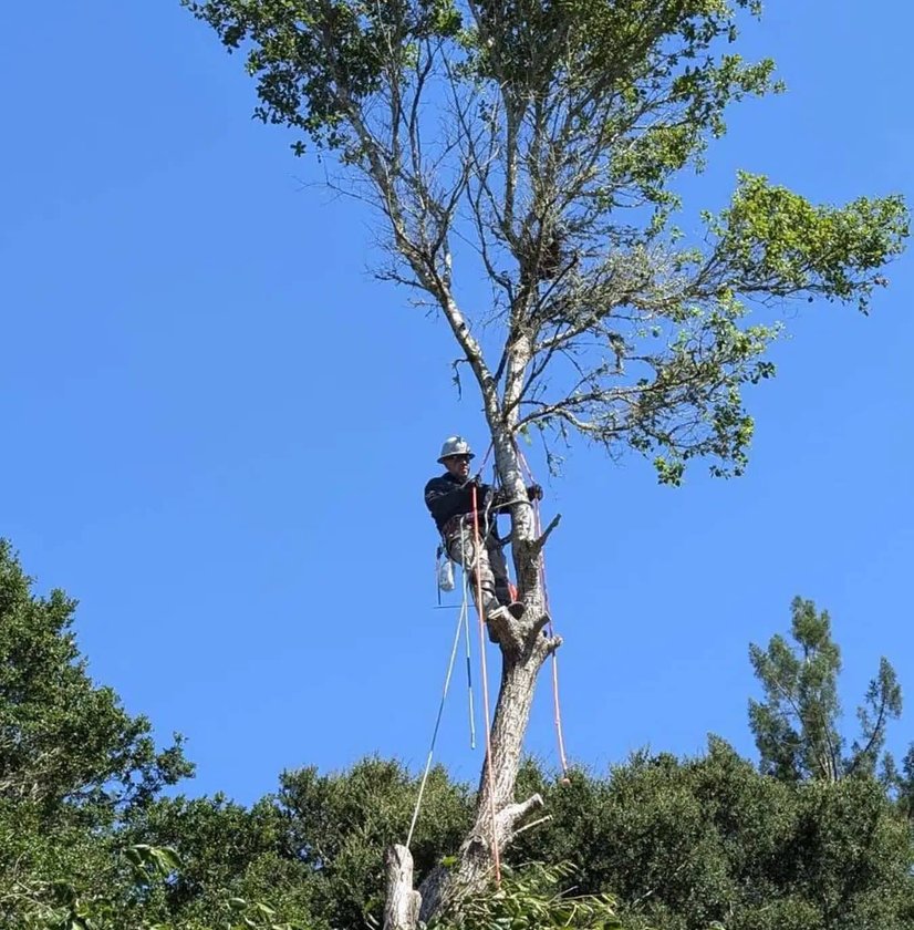 Arborist secured high in tree removing branches against blue sky