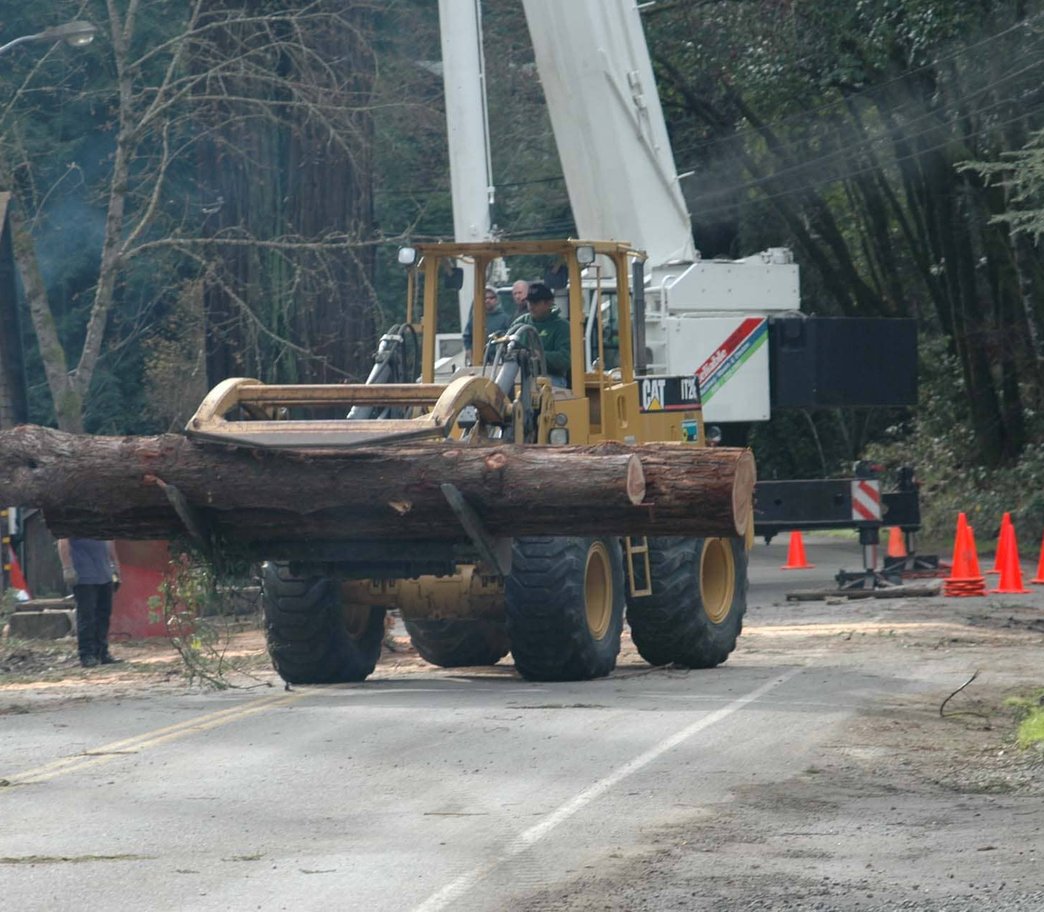 Arborist in safety gear using orange chainsaw on moss-covered tree trunk