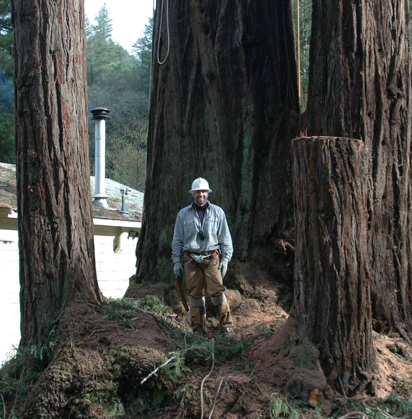 A man standing beside a great red pine tree