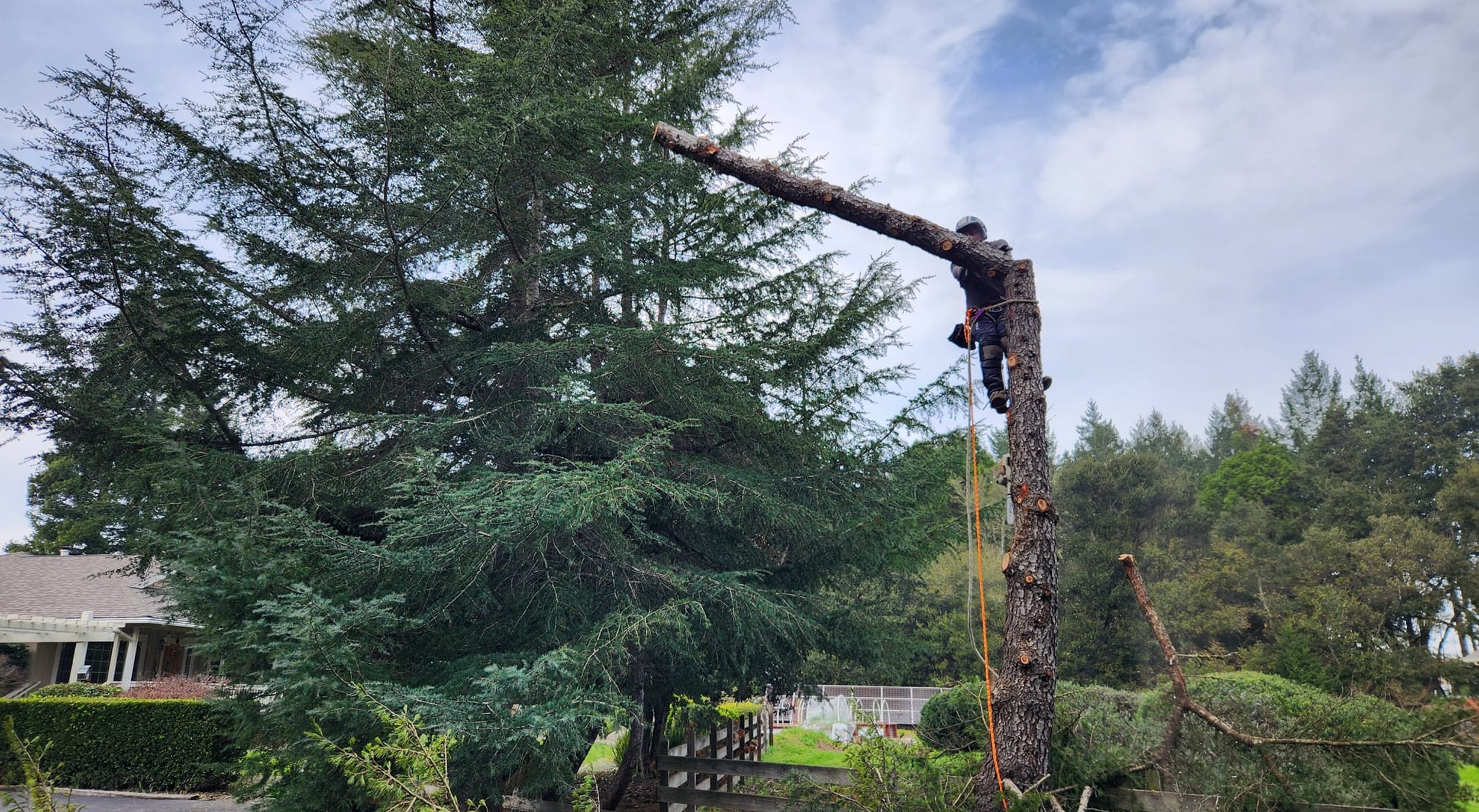 Arborist trimming large tree branches with chainsaw on sunny day