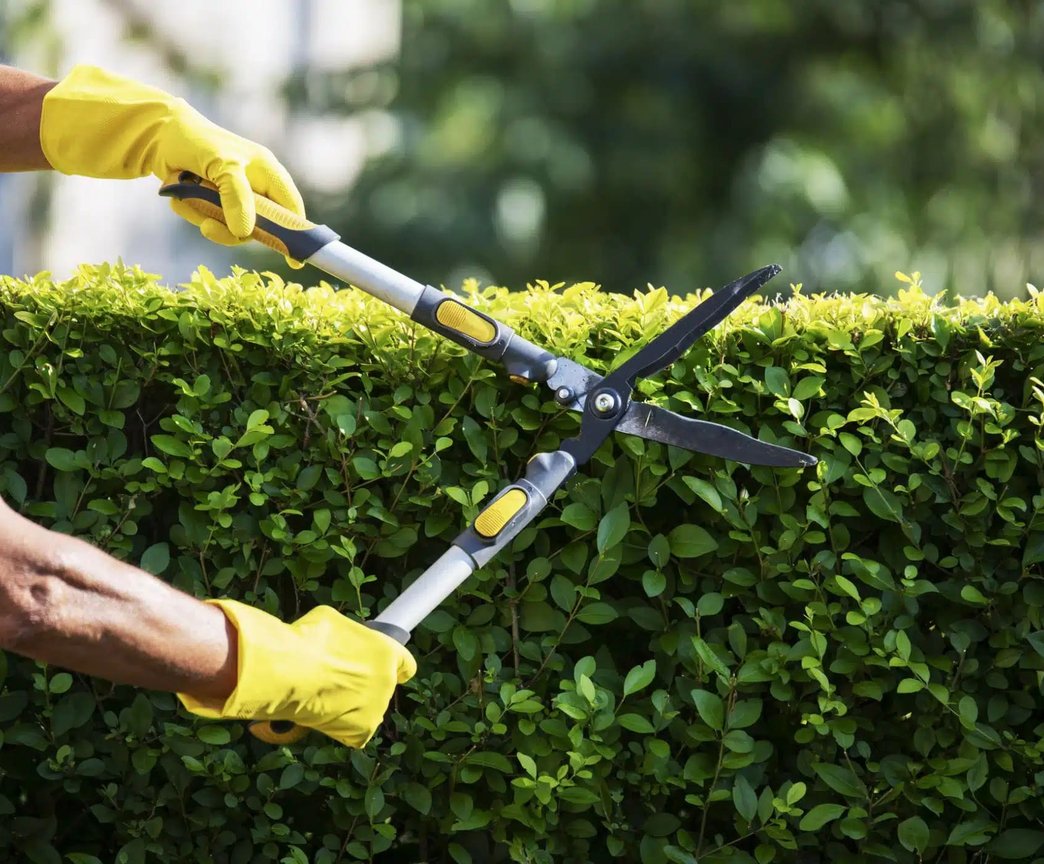 Hands in yellow gloves trimming green hedge with manual shears