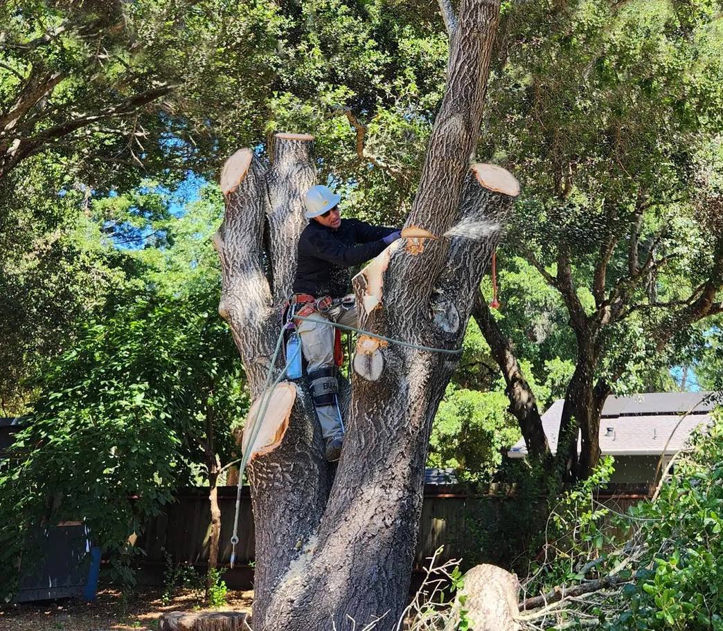 Arborist in safety gear using orange chainsaw on moss-covered tree trunk