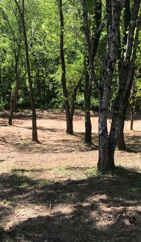 Cleared and mulched ground after fire clearance