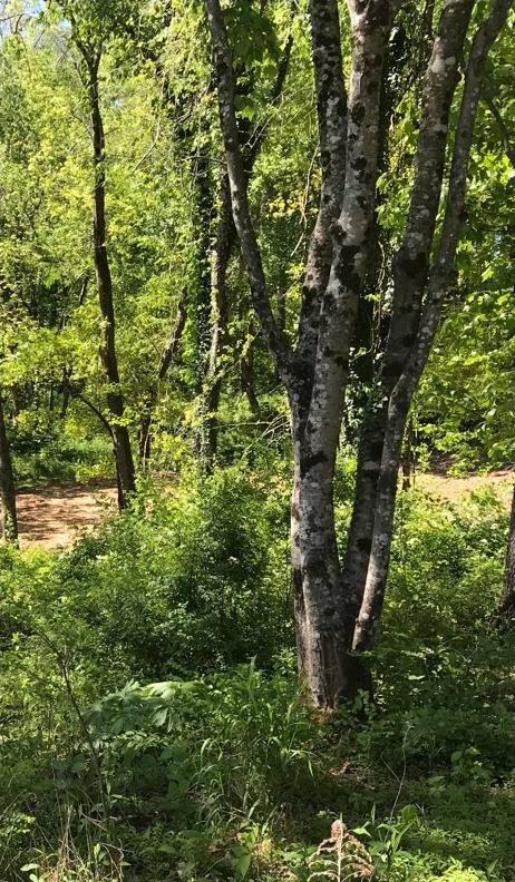 Overgrown brush and undergrowth before fire clearance