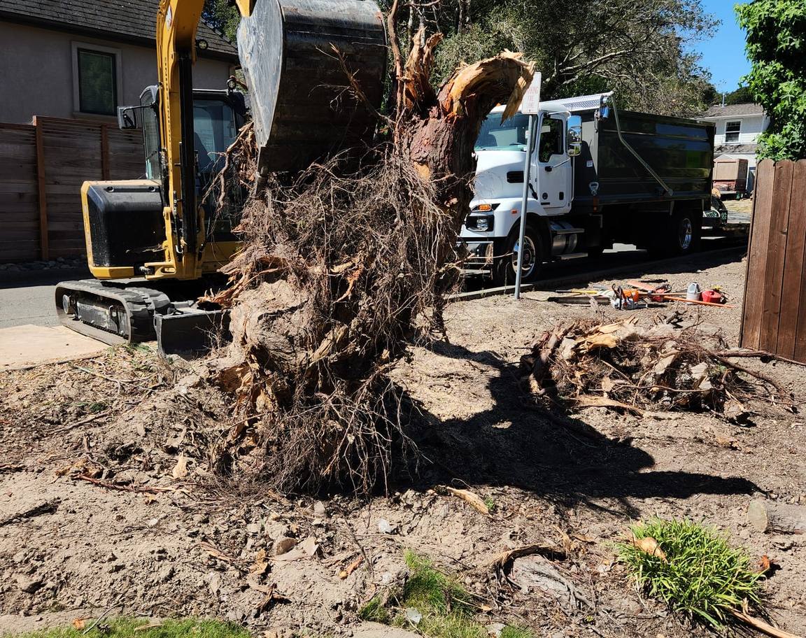 Tree removal service in Sebastopol, CA