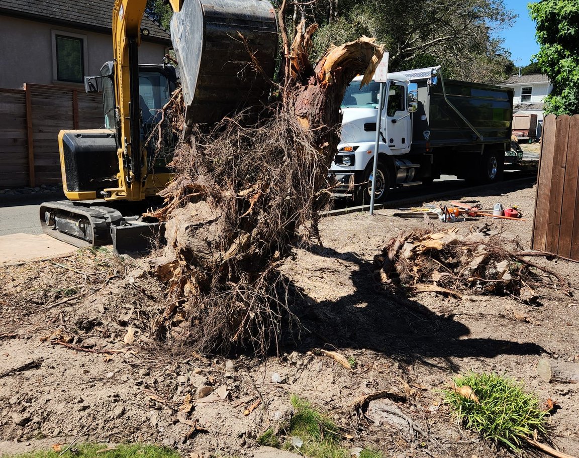Tree removal service in Sebastopol, CA