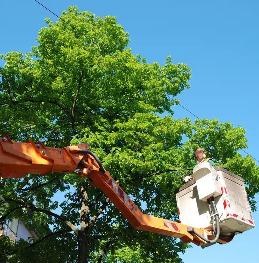 Orange bucket lift extended toward tall green tree against blue sky