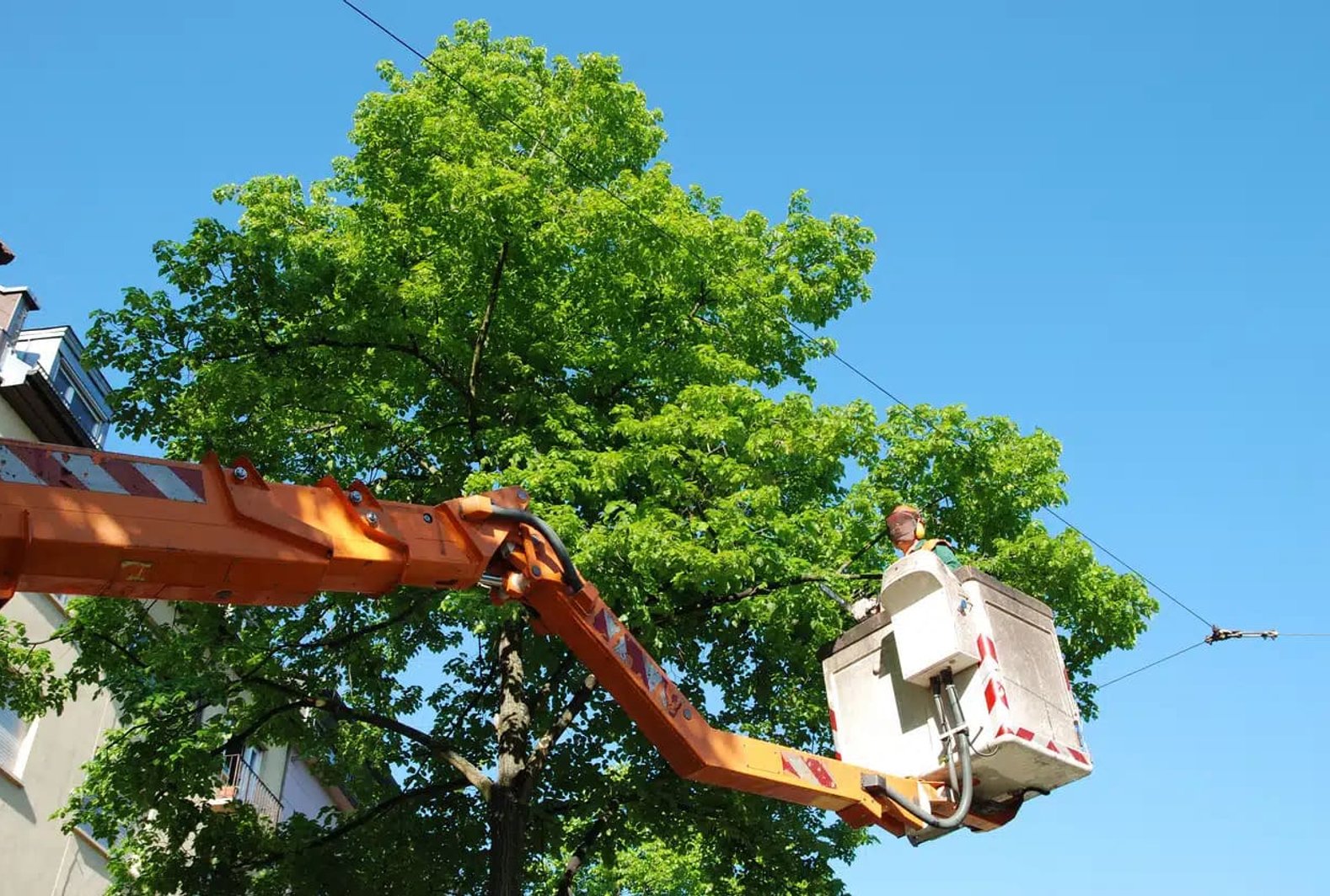 Orange bucket lift extended toward tall green tree against blue sky