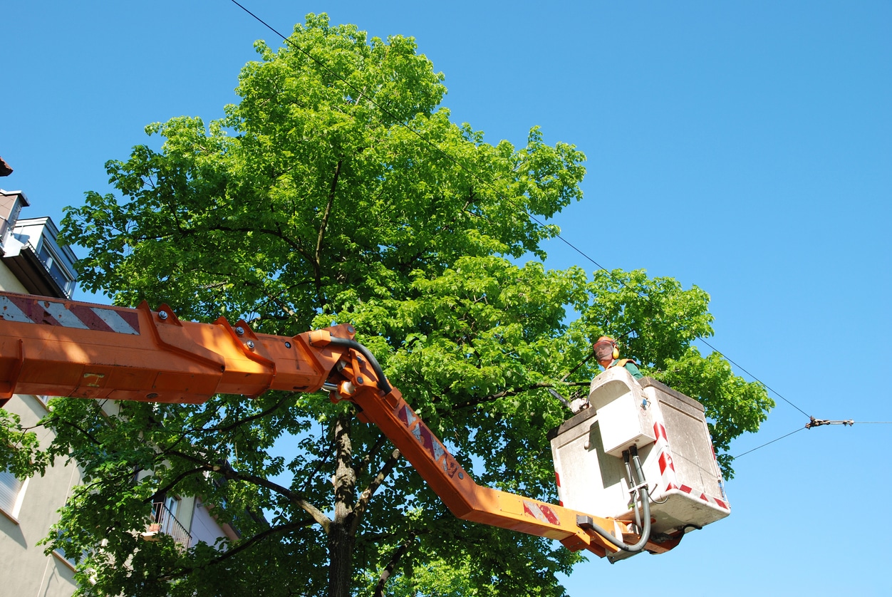 Trimming of trees in the city.