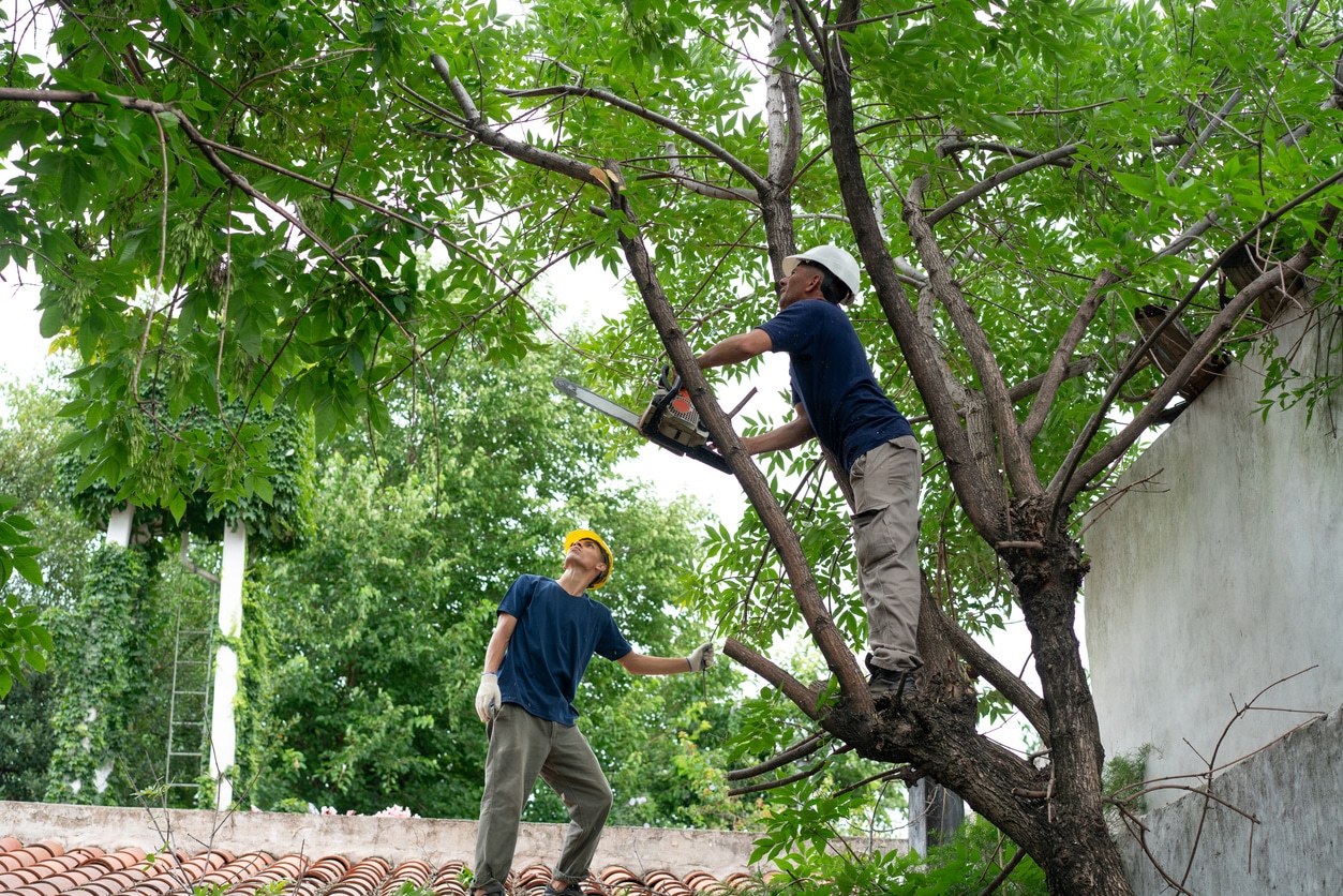 Blue collar workers trimming a tree on top of a roof in private garden