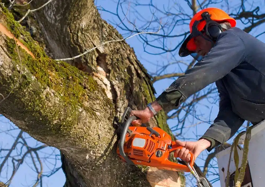 Tree Removal Service 1