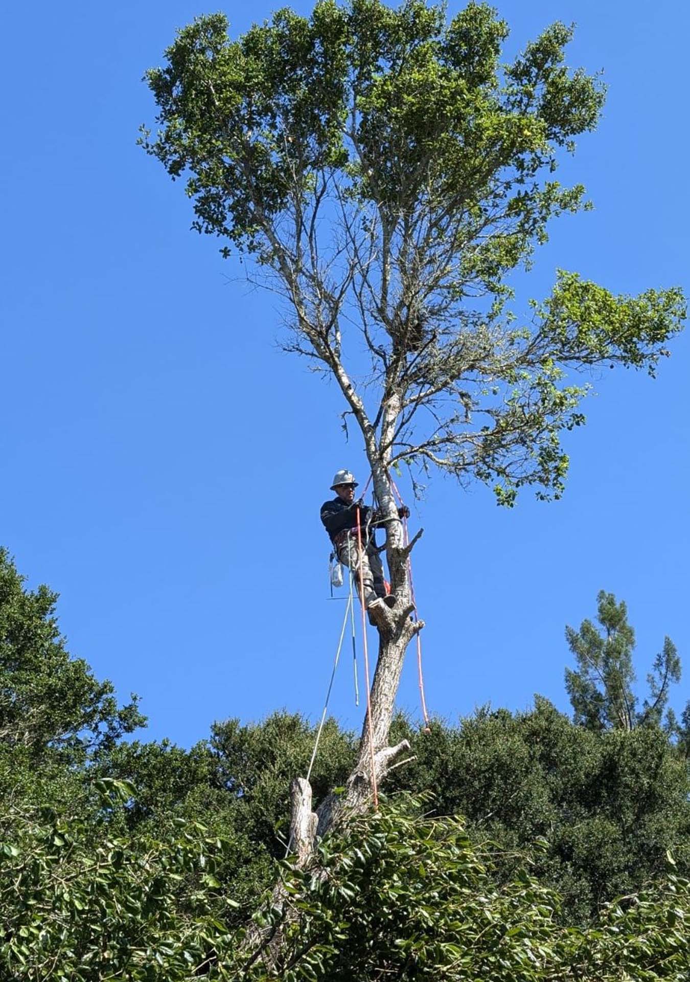 man standing on tree cutting stumps with chainsaw