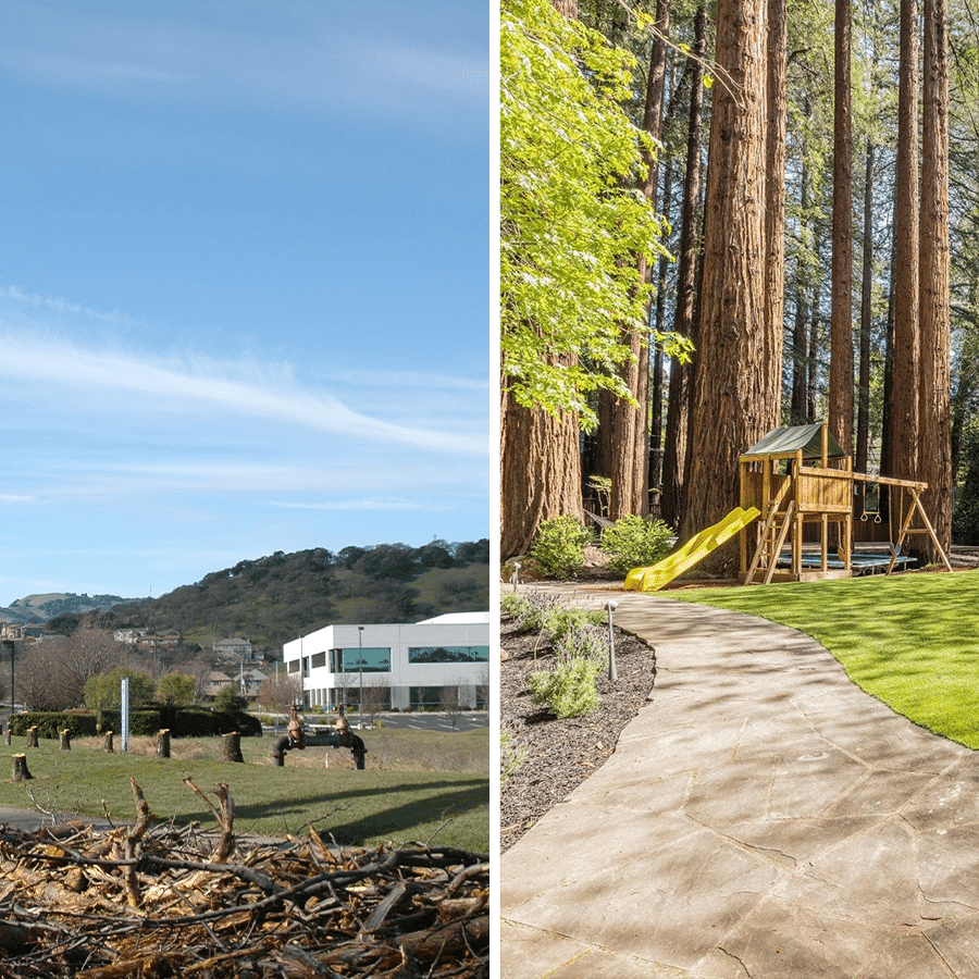 before and after of tree clearing