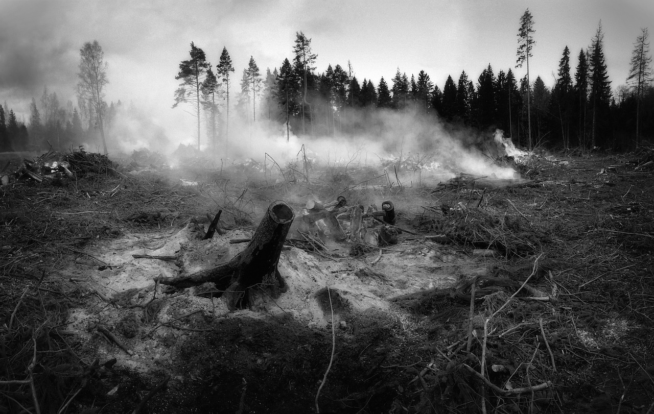 black and white photo of a forest post fire, smoke rising